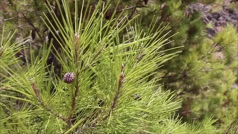 Assos kefalonia greece 4 Stockbeeldmateriaal 82444553