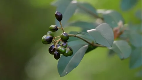 Ast mit Knospen Stock Footage 151766298