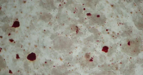 Astaxanthin (C40H52O4) under Microscope 100x, Powerful Antioxidant providing Видео 322604138