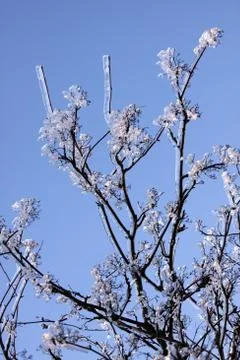 Äste mit Eisüberzug Stock Photos