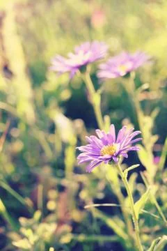 Aster alpinus (Alpine aster) Stock Photos