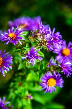 Aster Alpinus one Stock Photos