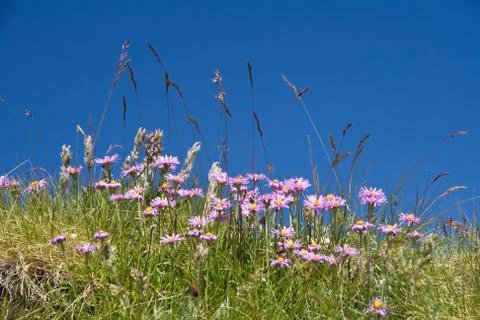 Aster Alpinus Stock Photos
