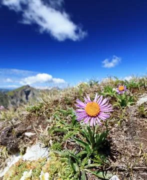 Aster Alpinus Stock Photos