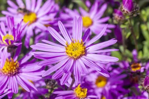 Aster Amellus 'Brilliant' 스톡 사진