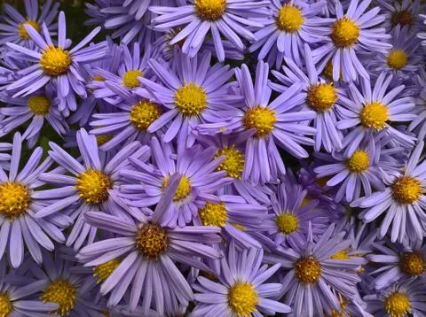 Aster Amellus Flowers Stock Photos