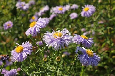 Aster amellus flowers Stock Photos