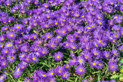 Aster amellus 'Veilchenkonigin' 库存照片