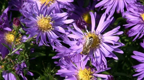 Aster and bee Stock Footage 583570