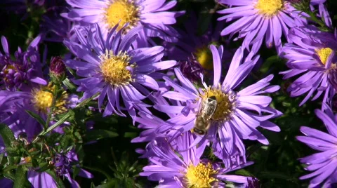 Aster and bee Stock Footage 583577