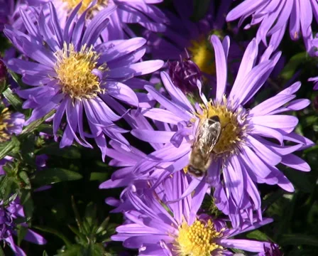 Aster and bee Stock Footage 1046632