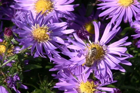 Aster and bee Stock Footage 1046846