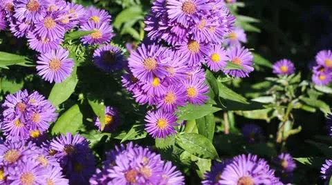 Aster and bees Stock Footage