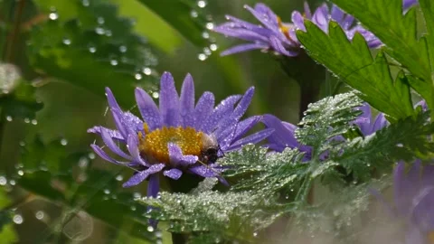 Aster and fly Stock Footage 260932585