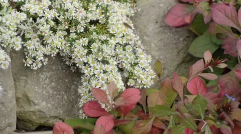 Aster (Aster speciosus 'Connecticut') and leadwort (Ceratostigma plumbaginoides) Stock Footage
