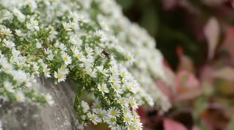 Aster (Aster speciosus 'Connecticut') Stock Footage