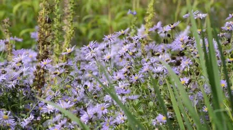 Aster (Aster x frikartii 'Moench') Stock Footage 13402630