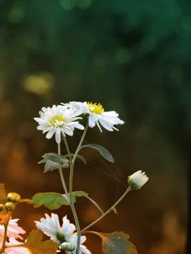 Aster beautiful flower Stock Photos