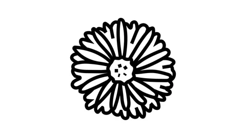 Aster blossom spring line icon animation Stock Footage 326135399