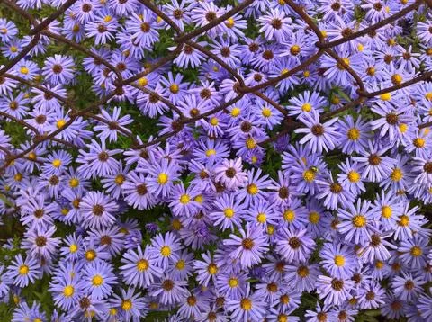Aster Bouquet Stock Photos