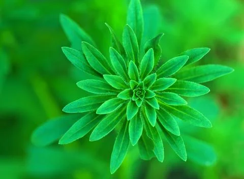Aster bud green background Stock Photos