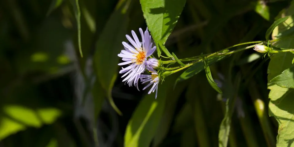Aster chamomile Stock Photos