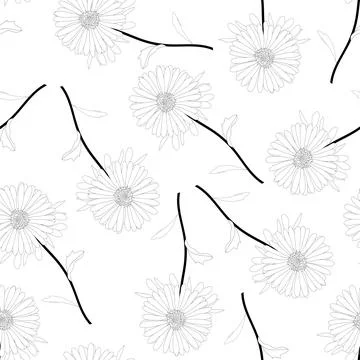 Aster, Daisy Outline on White Background イラスト素材