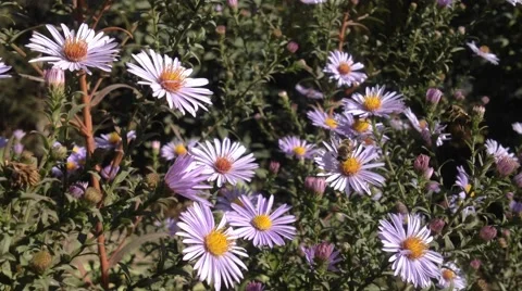 Aster flower And Bees Stock Footage 43077013