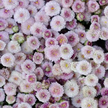 Aster flower background Stock Photos