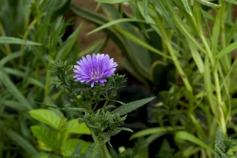 Aster Flower Blooming Stock Photos
