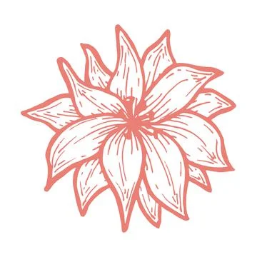 Aster flower bud, red line art. Vector botanical illustration. Garden discord Stock Illustration