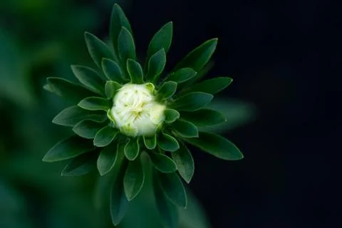 Aster flower, close-up, blurred background. Stock Photos
