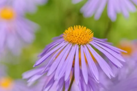 Aster flower close-up Stock Photos