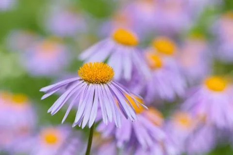 Aster flower close-up Stock Photos
