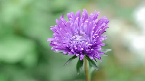 Aster Flower Stock Footage 221649222