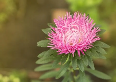 Aster flower in the garden Stock Photos