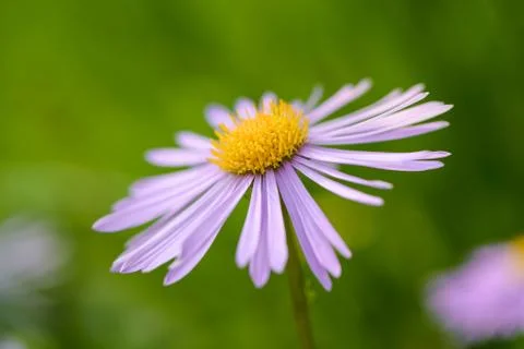 Aster flower on green background. 스톡 사진
