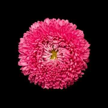 Aster flower head isolated Stock Photos