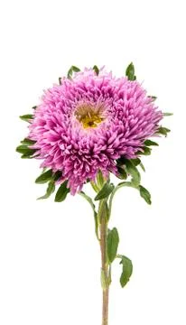 Aster flower isolated Stock Photos