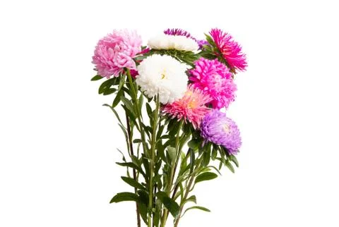 Aster flower isolated Stock Photos
