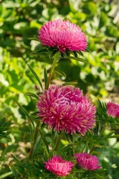 Aster Flower Macro Stock Photos