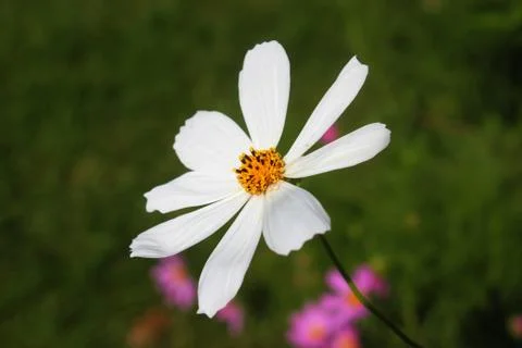 Aster flower Stock Photos