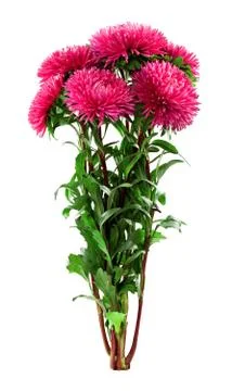 Aster flower Stock Photos