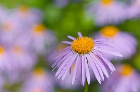 Aster flower Stock Photos