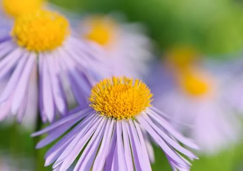 Aster flower 스톡 사진