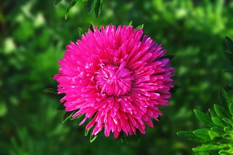 Aster flower Stock Photos