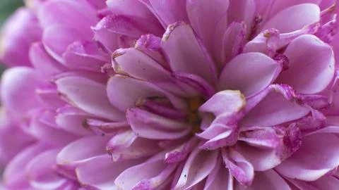 Aster flower Stock Photos