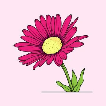 Aster Flower Pink Stock Illustration