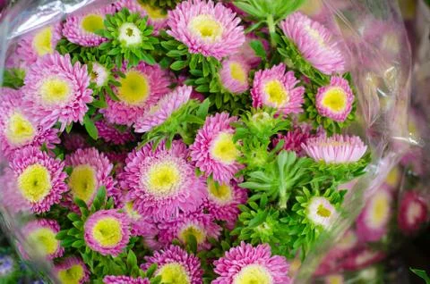 Aster flower in plastic bag Stock Photos