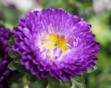 Aster Flower Purple Stock Photos